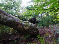 2016-10-09 Les gorges d Apremont 0046